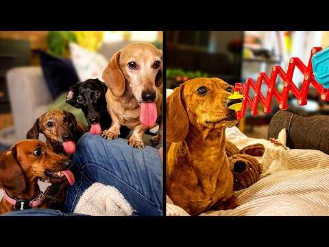 Funniest Dachshund Videos On The Internet | YOUR Daily Dose of Pets #Video