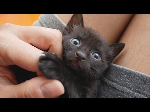 Cute Black Kitten Transformation Into Panther #Video