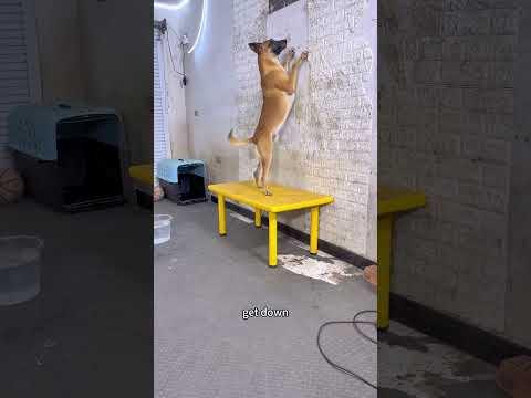 Smartest Dog In The World? YOU Decide! #Video
