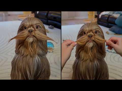 This Dog Looks Like A Real-Life Chewbacca #Video