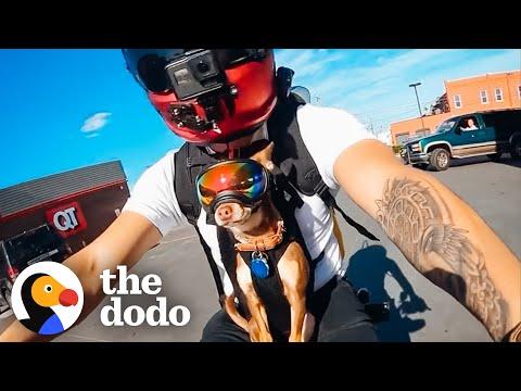 Chihuahua's Love Going On Motorcycle Rides With Their Dad #Video