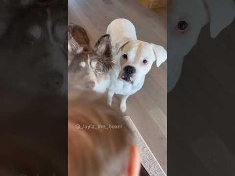When your sister eats a snack #Video