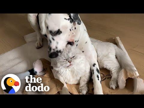 Grumpy Cat Judges Everything His Dalmatian Brother Does #Video