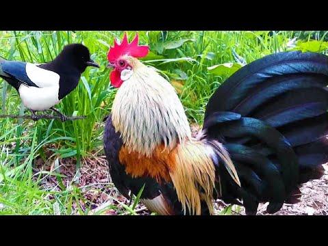 Crowing Roosters & Friends – Funny Laughing Roosters Video – Rooster Crowing Videos