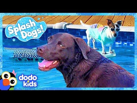 Can Splash Dogs Conquer The Pool And The Ocean?  #Video