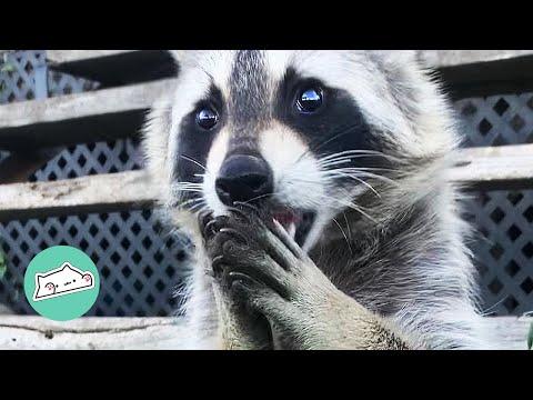 Rescue Racoon Becomes BFFs with Dogs Steals Food For Them #Video