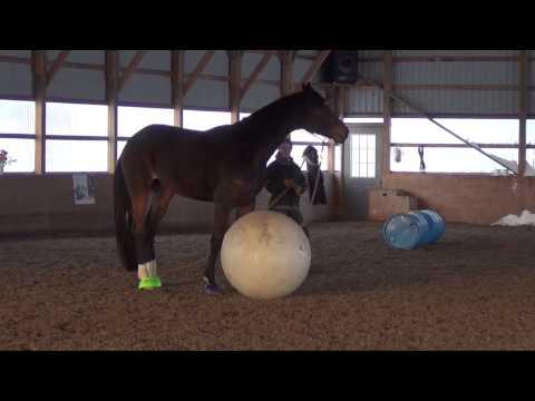 Horse Playing With Ball