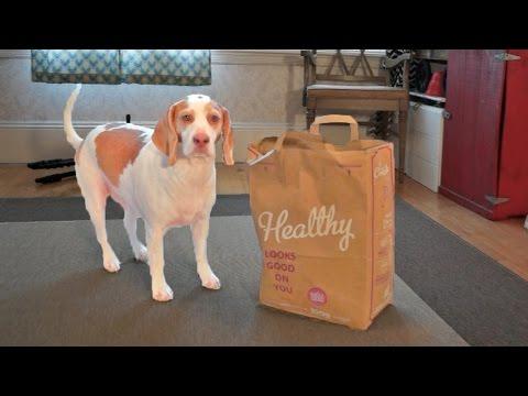 Dog Vs. Shaking Bag: Funny Dog Maymo