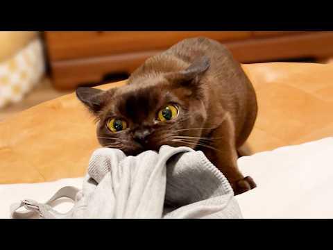Why Is He So Mad | YOUR Daily Dose of Pets #Video