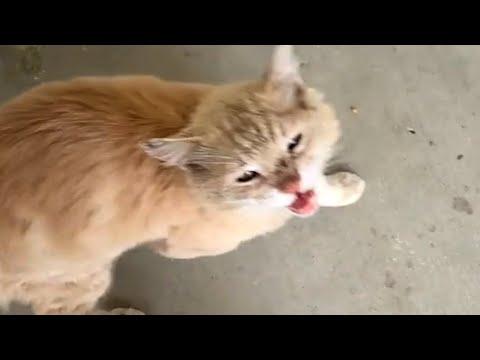 Cat shows up crying at woman's door. Her response was perfect. #Video