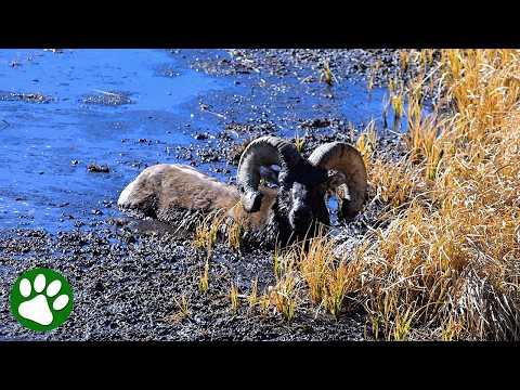Heroic Rangers Saves Ram Stuck in Mud #Video