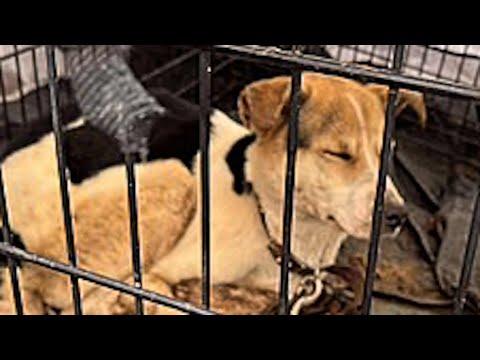 Caged dog's heartwarming response to freedom #Video