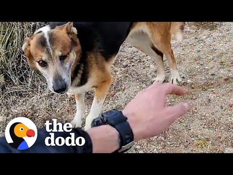 Guy Visits Dog And Her Friends In The Desert For Over A Year #Video