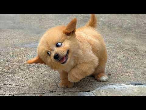 You Can’t Watch These Cute PUPPIES Just Once! #Video