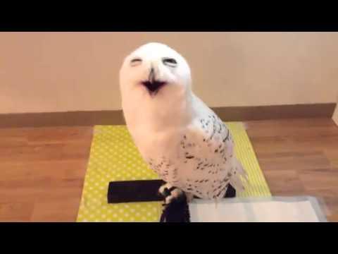 A Smiling Owl Is A Happy Owl