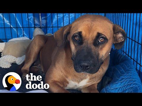 Dog Dumped By Freeway Was Scared Of People Until... #Video