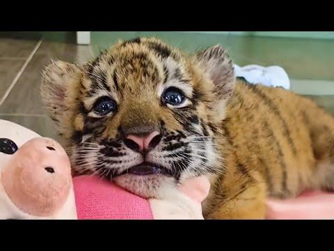 CUTEST Baby Tiger Videos That You Have To See #Video