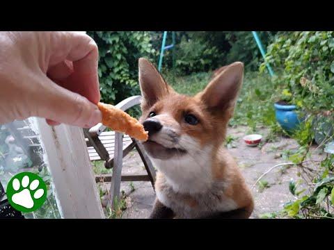 He started feeding a wild fox, then one day she brought him something back #Video