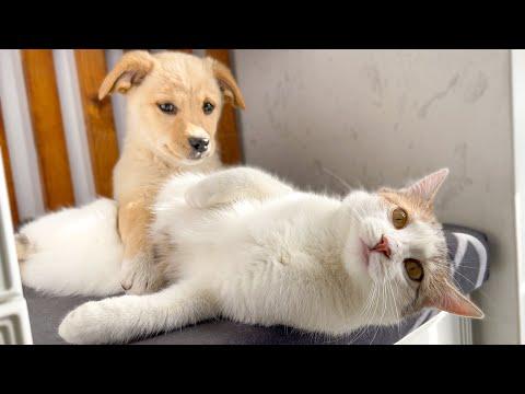 Funny Kitten Shocked by the New Puppy! #Video