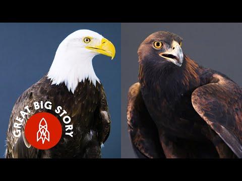 Everything You Didn’t Know About Eagles