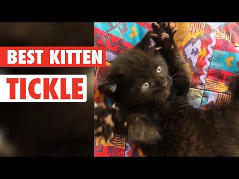 Best Kitten Tickle
