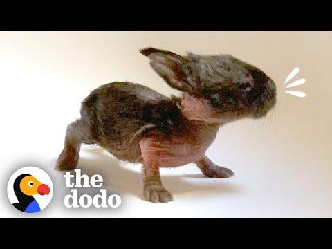 This Is The Tiniest Baby Bunny In The World #Video
