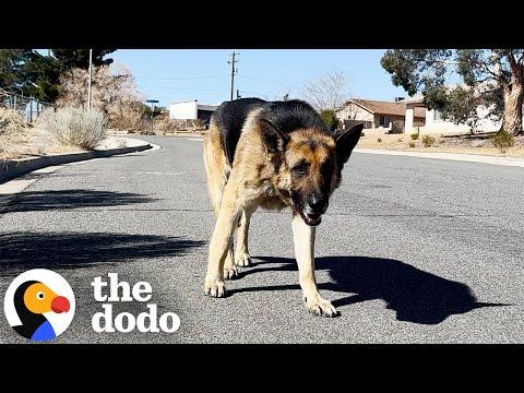 Abandoned German Shepherd Is SO Relieved To Be In A Home Again #Video