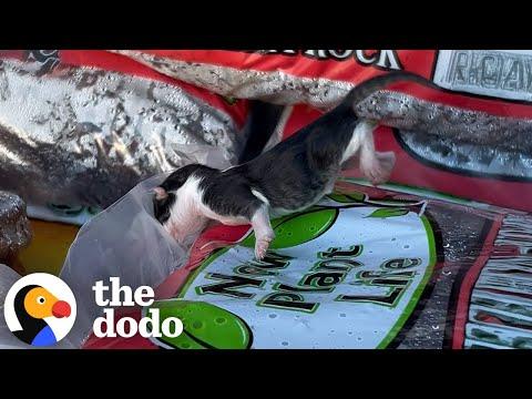Woman Rescues Newborn Kitten Wrapped In Plastic #video