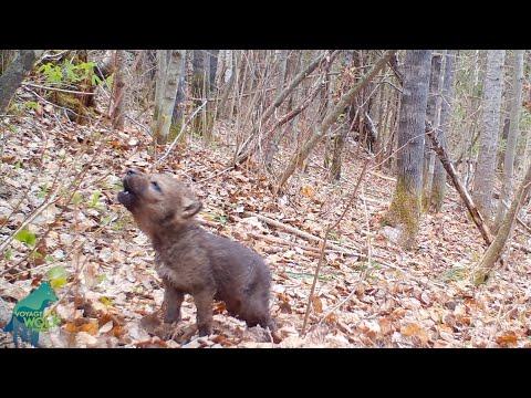 Small wolf pup's first howls #Video