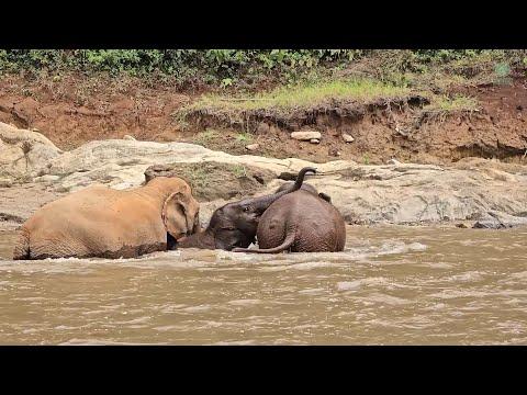 From Landmine Victim to Loving Herd: Moh Jae & Jai Dee's Story #Video