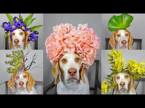 Maymo Dog Balances 50+ Flowers & Plants On Head