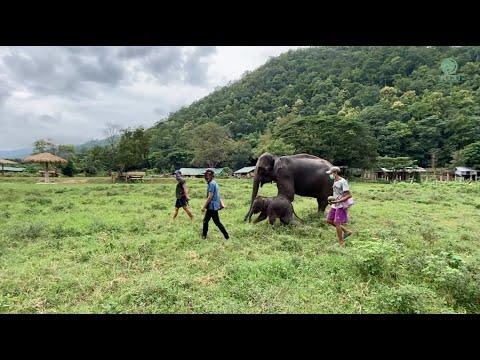 Unchain Elephant Bunma And Her Baby Chaba Journey To Freedom - ElephantNews #Video