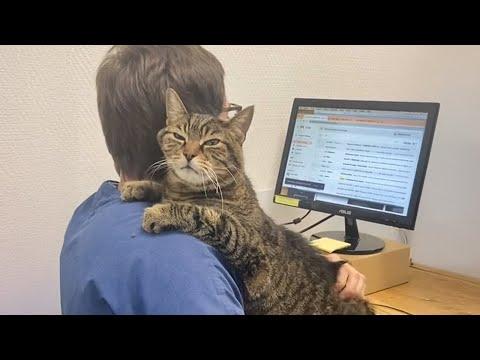 When Your Cat Is A Pro At Vet Visits! Funniest Cat Reaction #Video