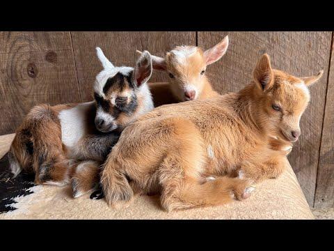 These triplets are all hops #Video
