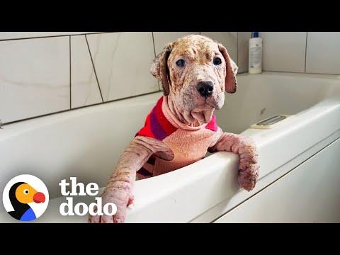 Rescued Naked Pittie Puppy Heals With Love and Care #Video