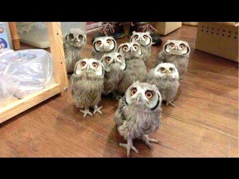 Owl - A Funny Owls And Cute Owls Compilation #Video