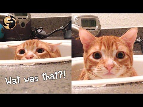 SCAREDY CAT - Marmalade is Purrplexed! Video