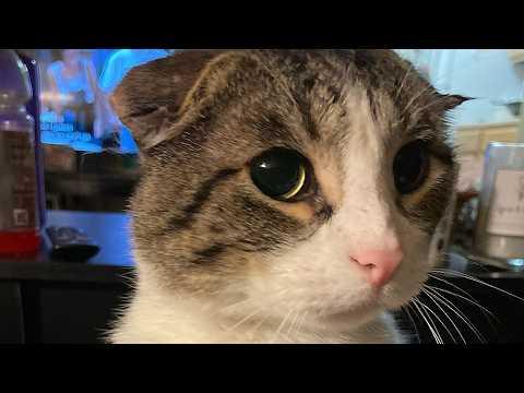 Dumped over divorce, cat cries for a hug #Video