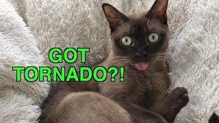 Tornado Siren?! Cat Reacts to Emergency Warning Alert System! Cute & Funny! Cat Blep!
