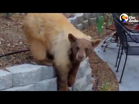 Lady Comes Home To Find A Bear In Her Yard #Video