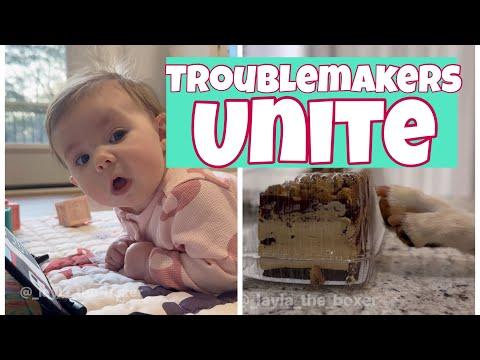 The Baby Helps the Dogs Steal Cake! #Video