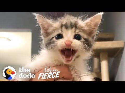 This Permanent Kitten Loves To Be The Center Of Attention | The Dodo Little But Fierce