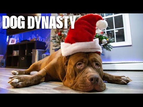 Merry Hulkmas: A Dog Dynasty Christmas Special