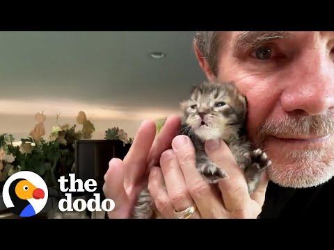 Tiny Kitten Won’t Stop Snuggling His Rescuer’s Beard