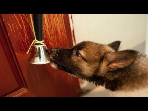 A Compilation Of Clever Dogs Ringing Bells