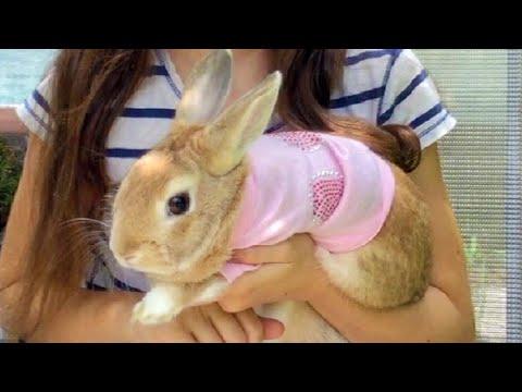 Fluffy Bunny Video- My Pet Rabbit - Funny Rabbit Videos - Cute Bunny Rabbits