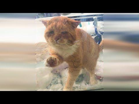 A cat pawed at the door, meowing, and asked for help, on a snowy day #Video