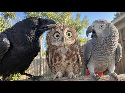These Hilarious Birds Video of 2026 You Definitely Need to Watch! #Video