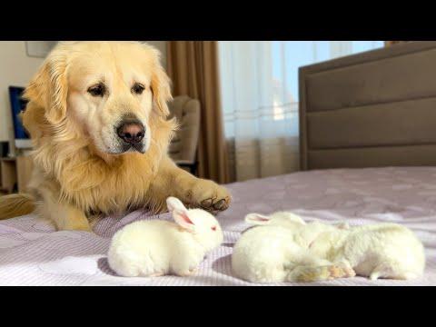 Golden Retriever Meets Tiny Bunnies for the First Time #Video