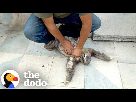 See The Relief On This Sloth's Face After 40 Ticks Are Removed #Video